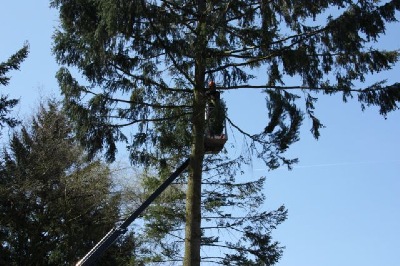 Problembaumfällung in Hillesheim mit der Arbeitsbühne (Höhe des Baumes Ca. 26 m)